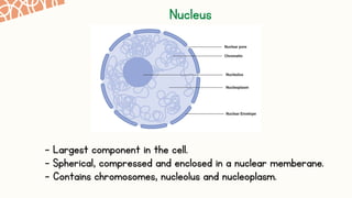 2.1 Cell Structure And Function Biology Form 4 | PDF
