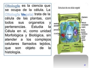 18
es la ciencia que
se ocupa de la célula. La
trata de la
célula de las plantas, con
todos sus organelos y
pertenencias. Estudia la
Célula en sí, como unidad
Morfológica y Biológica, sin
atender a los complejos
celulares llamados tejidos,
que son objeto de la
histología.
 