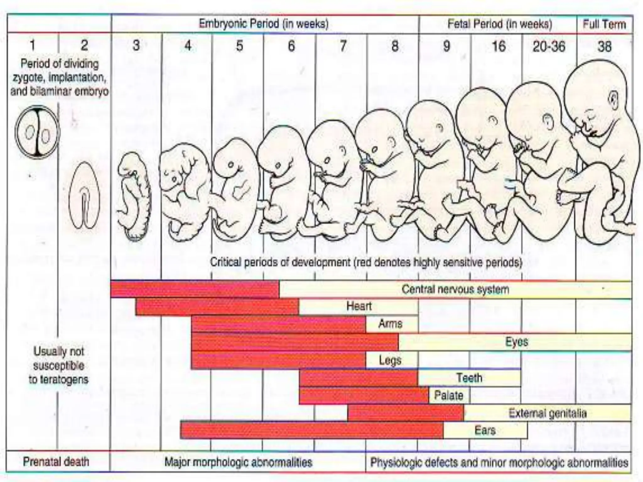 PPT ON Congenital anomalies.pptx