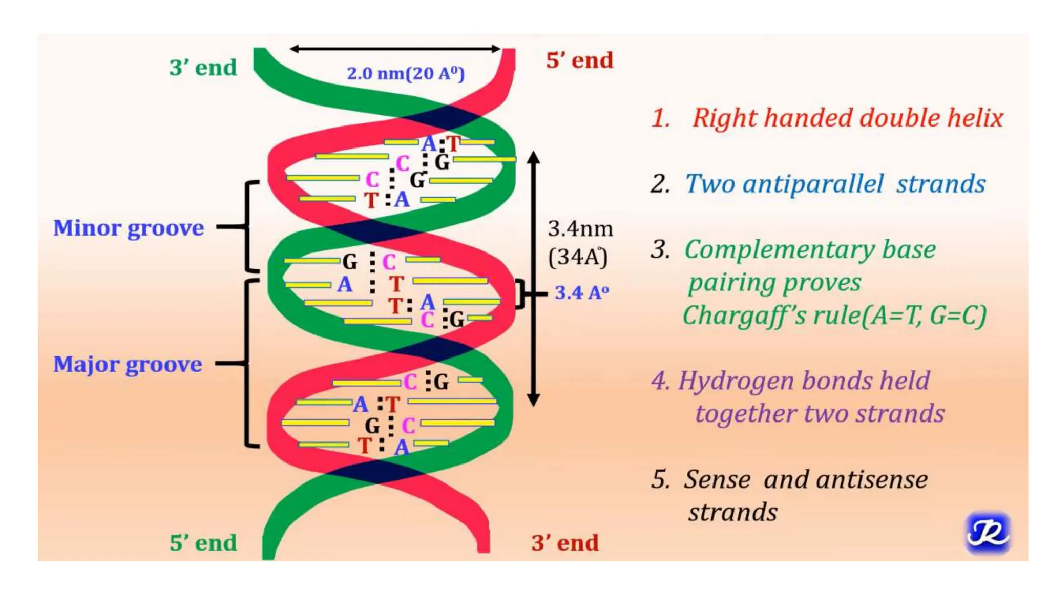 2. Structure of DNA, Watson & Crick Model.pptx