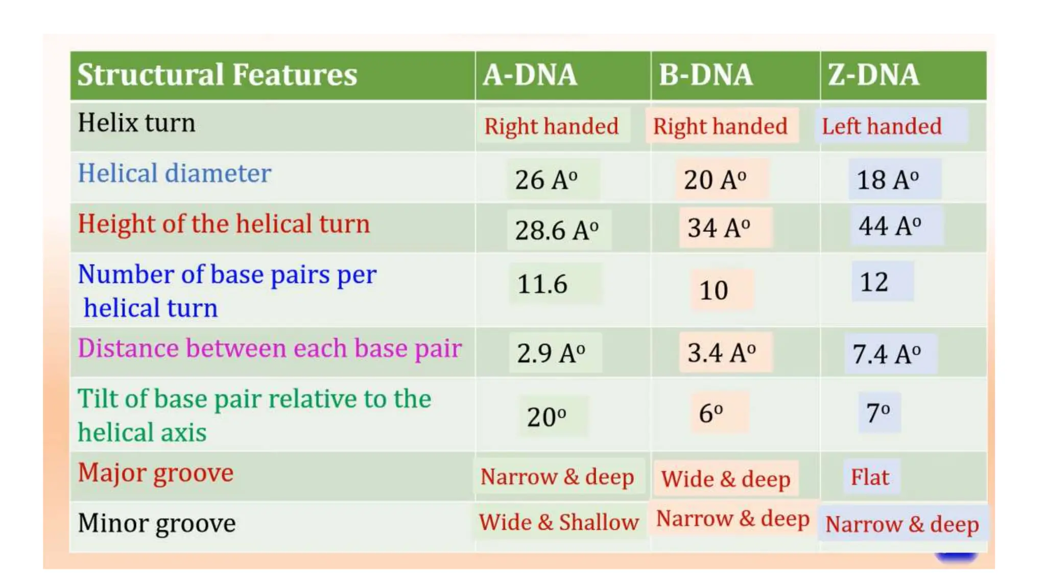 2. Structure of DNA, Watson & Crick Model.pptx