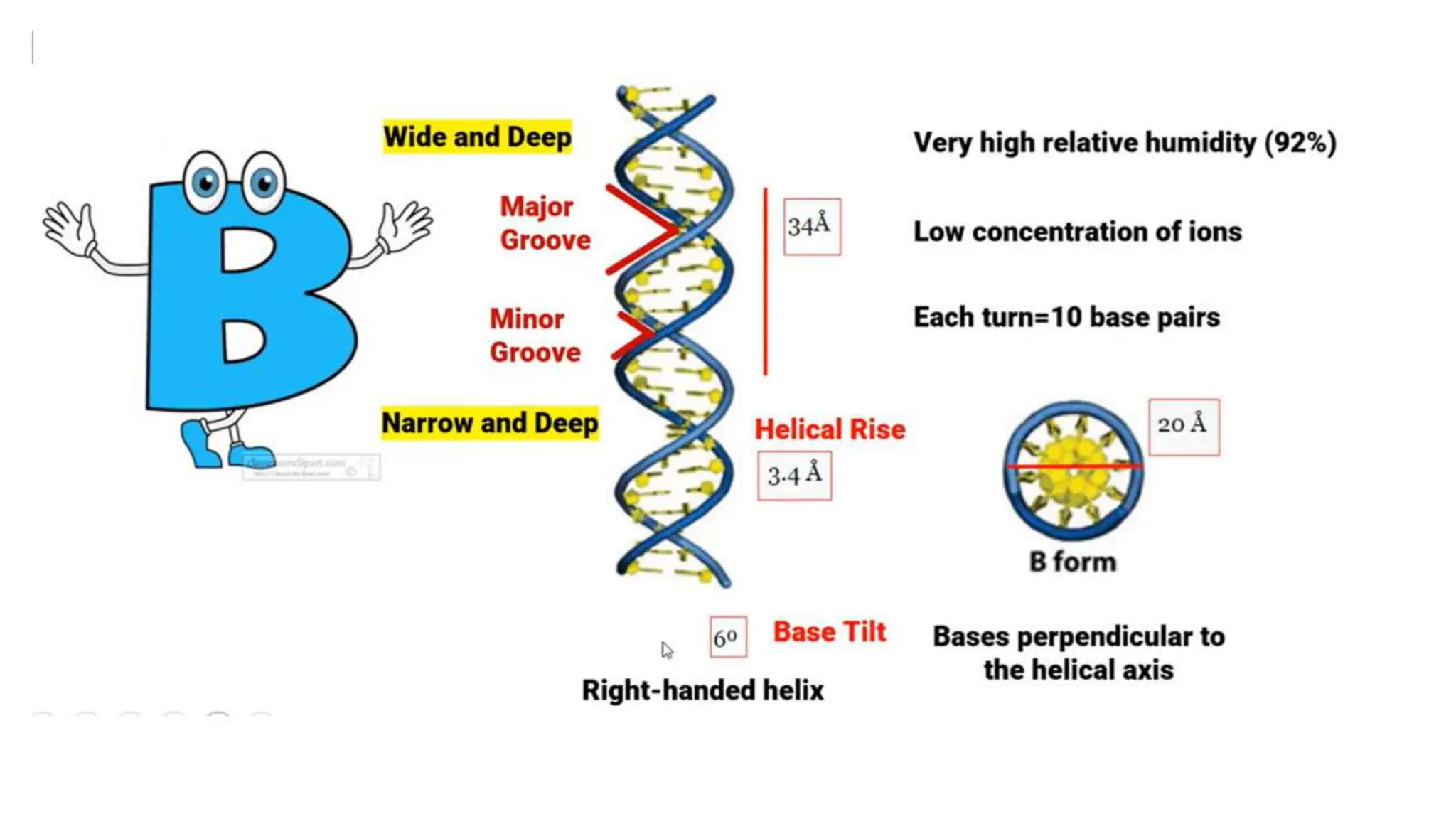 2. Structure of DNA, Watson & Crick Model.pptx
