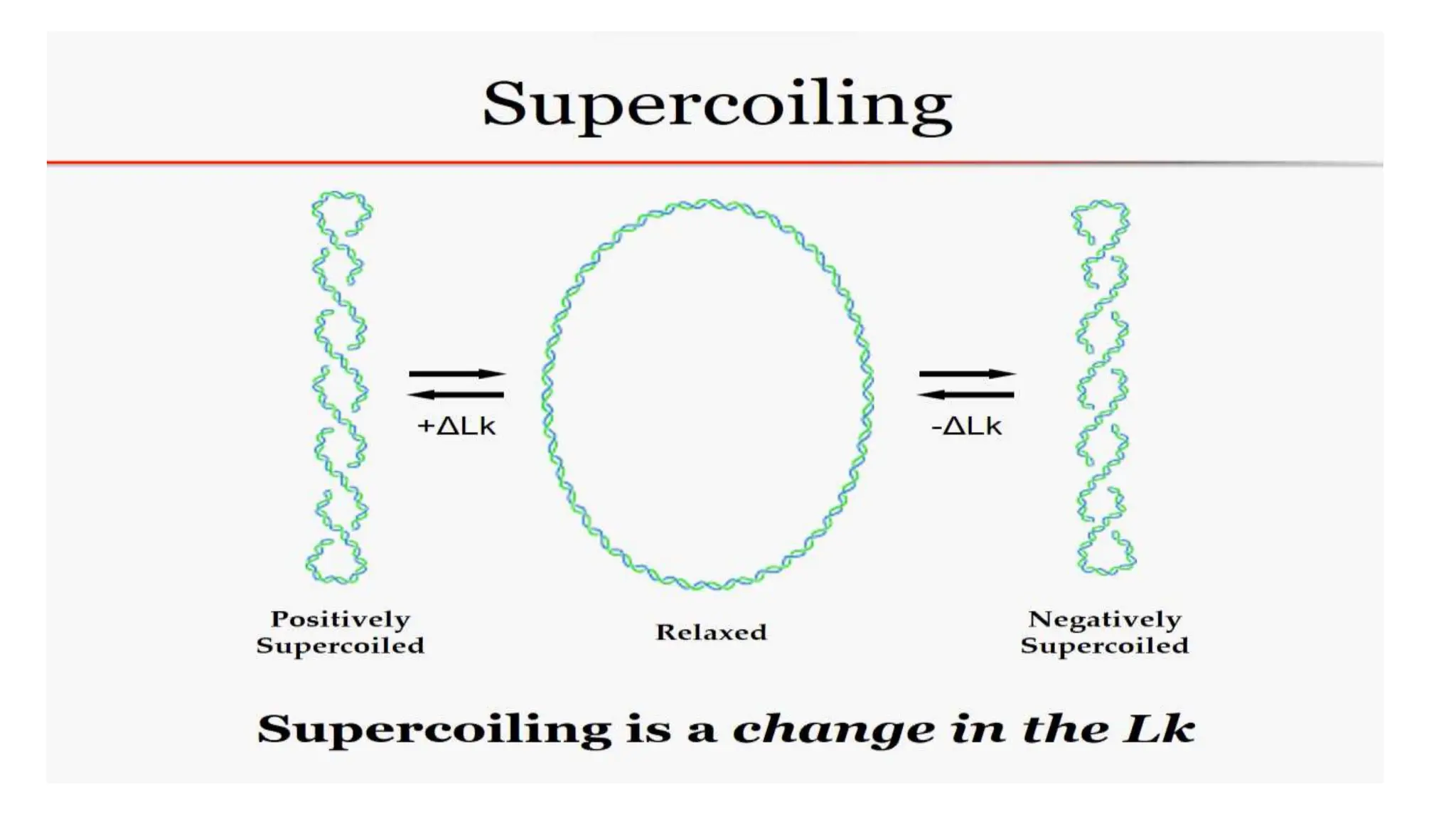 2. Structure of DNA, Watson & Crick Model.pptx