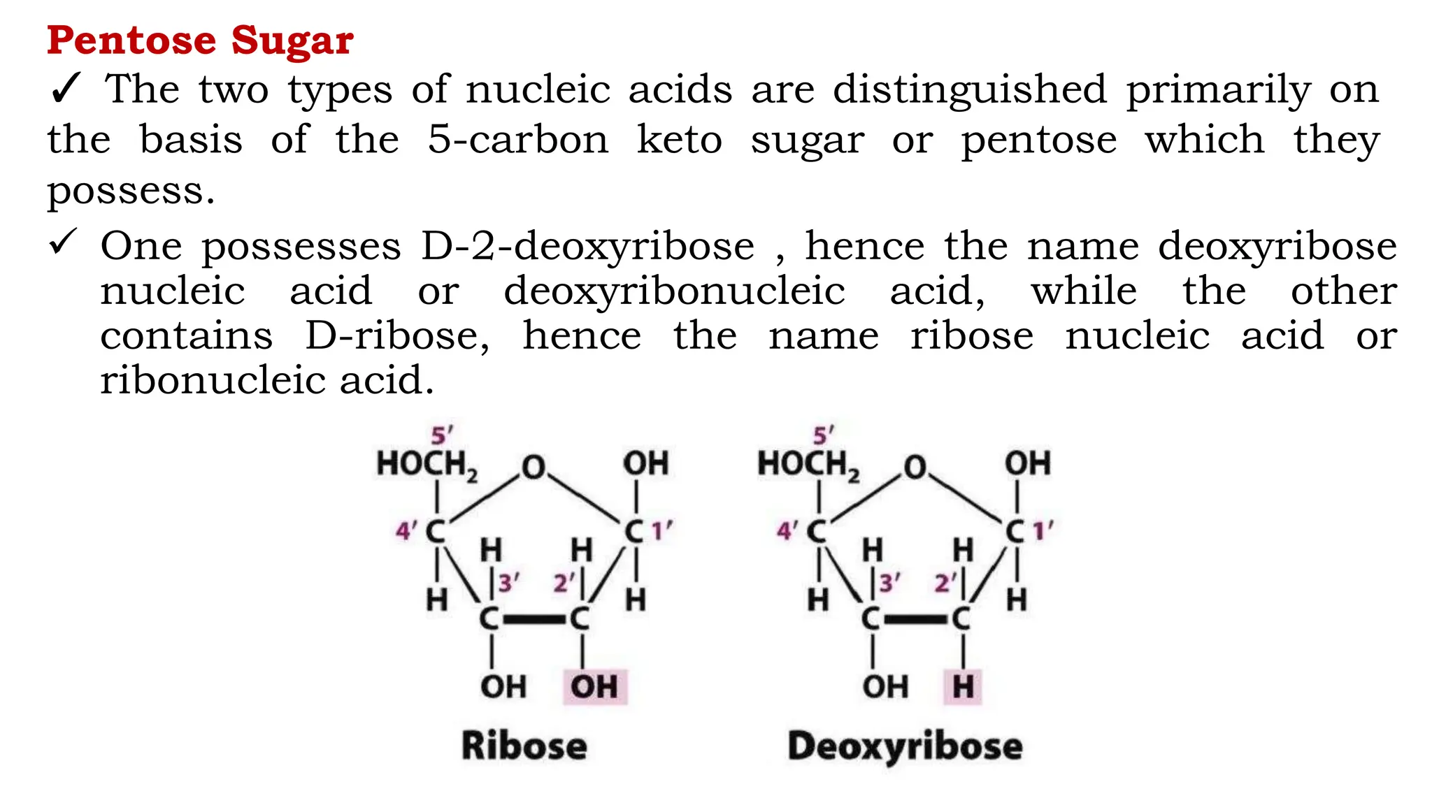 Pentose Sugar
✓ The two types of nucleic acids are distinguished primarily on
the basis of the 5-carbon keto sugar or pentose which they
possess.
 One possesses D-2-deoxyribose , hence the name deoxyribose
nucleic acid or deoxyribonucleic acid, while the other
contains D-ribose, hence the name ribose nucleic acid or
ribonucleic acid.
 