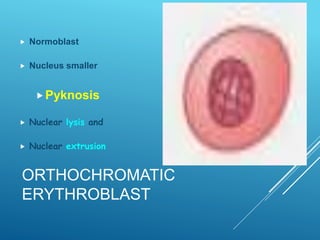 Pyknosis Rbc 2. ERYTHROPOIESIS.ppt11111111111111111111 | PPT