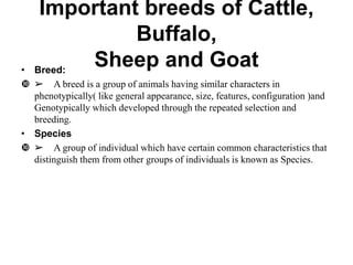 Important breeds of Cattle,
Buffalo,
Sheep and Goat
• Breed:
 ➢ A breed is a group of animals having similar characters in
phenotypically( like general appearance, size, features, configuration )and
Genotypically which developed through the repeated selection and
breeding.
• Species
 ➢ A group of individual which have certain common characteristics that
distinguish them from other groups of individuals is known as Species.
 