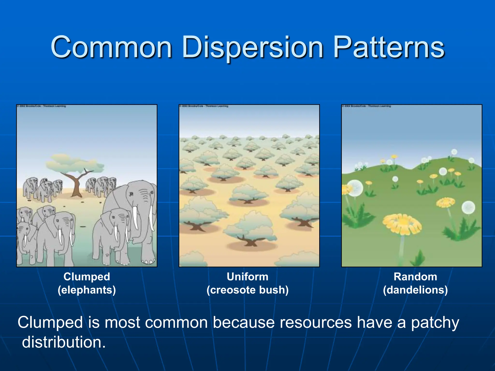 Clumped
(elephants)
Uniform
(creosote bush)
Random
(dandelions)
Common Dispersion Patterns
Clumped is most common because resources have a patchy
distribution.
 