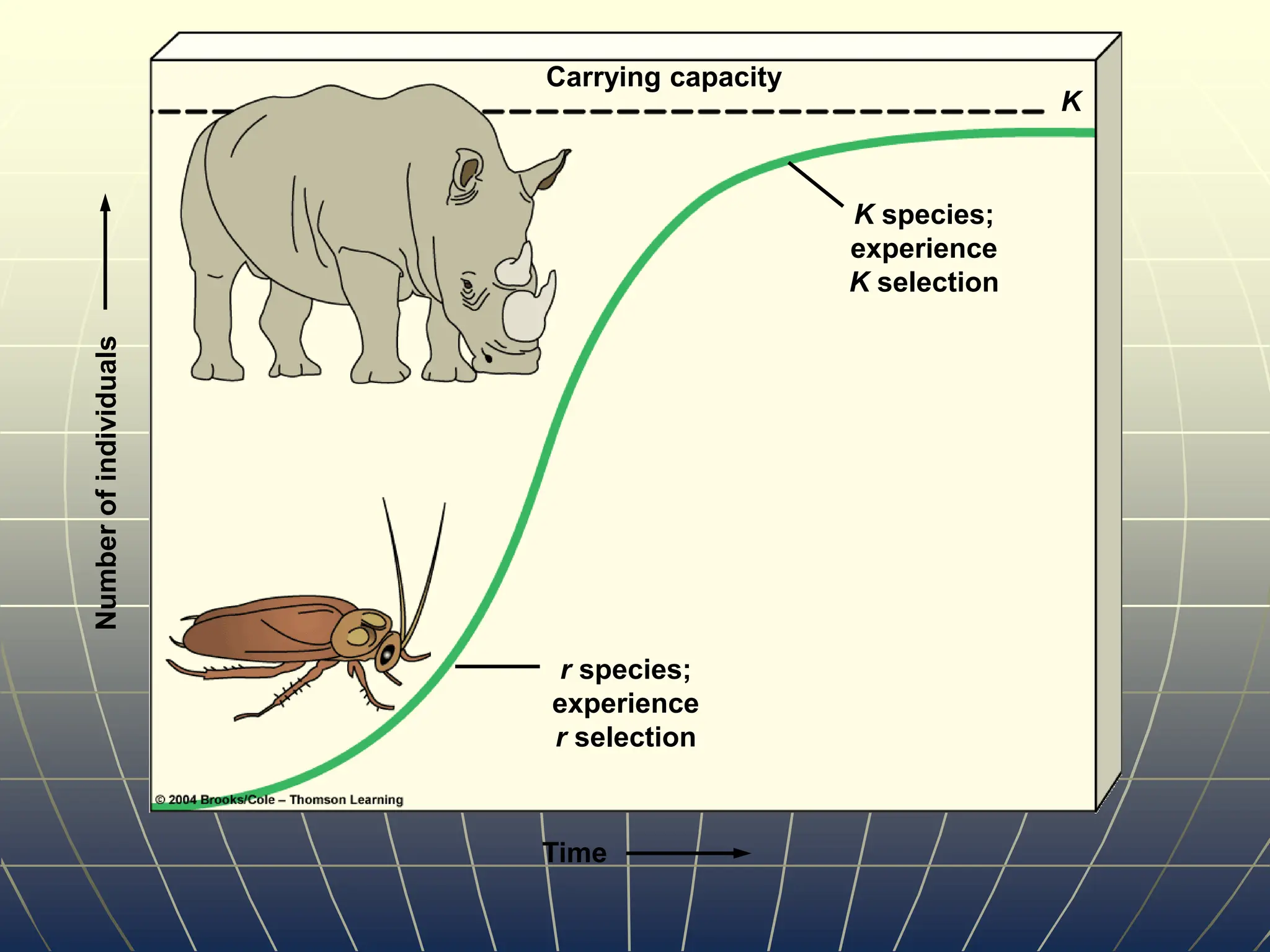 Number
of
individuals
Time
Carrying capacity
K species;
experience
K selection
r species;
experience
r selection
K
 