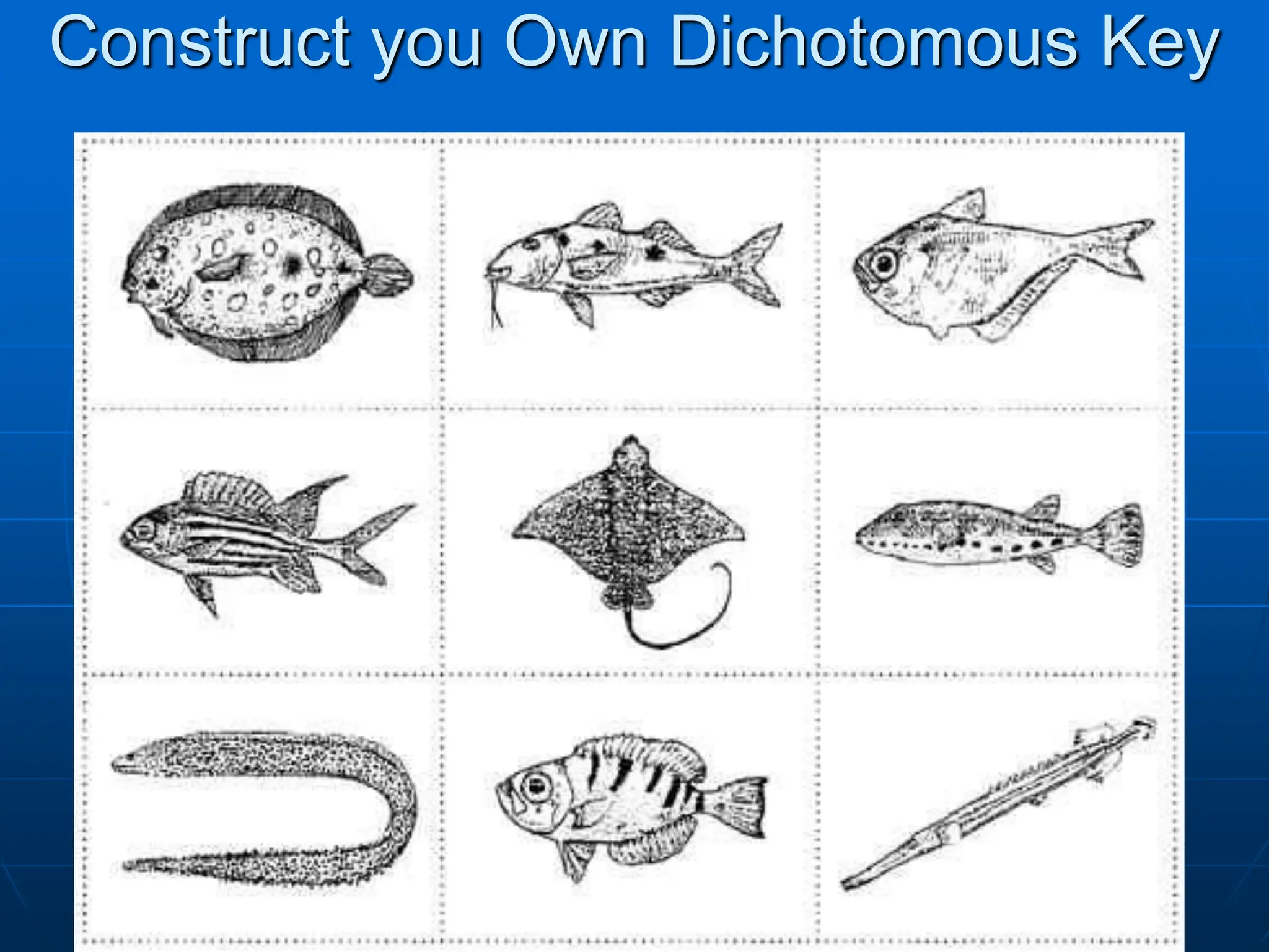 Construct you Own Dichotomous Key
 