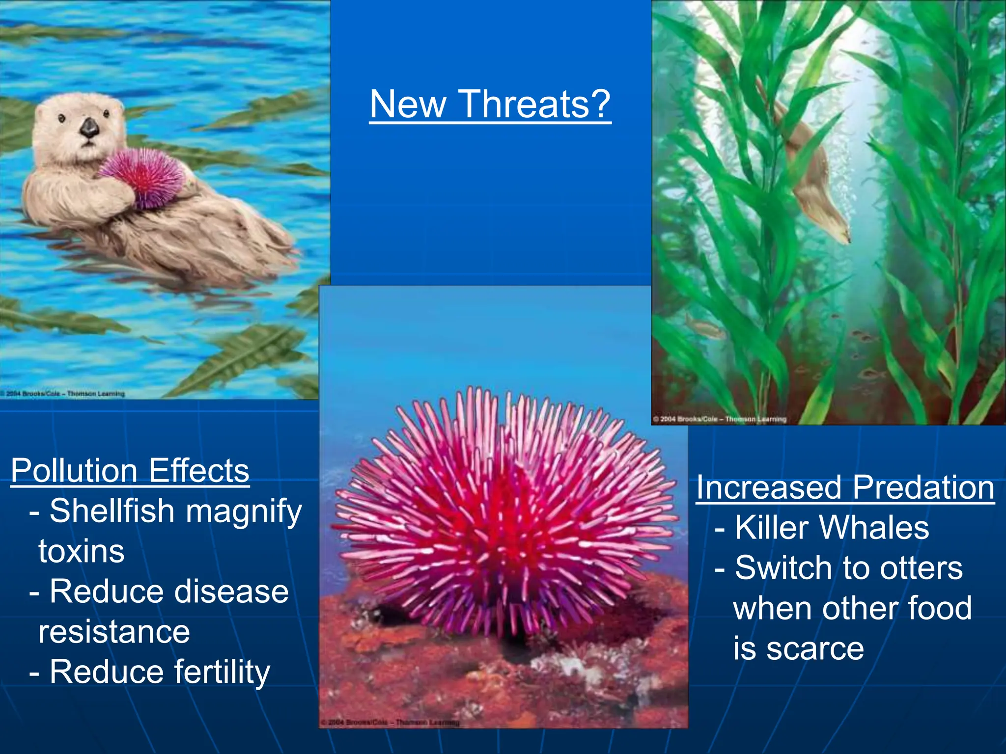 New Threats?
Pollution Effects
- Shellfish magnify
toxins
- Reduce disease
resistance
- Reduce fertility
Increased Predation
- Killer Whales
- Switch to otters
when other food
is scarce
 