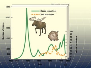 5,000
4,000
3,000
2,000
1,000
500
Number
of
moose
100
90
80
70
60
50
40
30
20
10
0
1900 1910 1930 1950 1970 1990 2000
1999
Year
Number
of
wolves
Moose population
Wolf population
 
