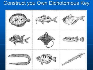Construct you Own Dichotomous Key
 