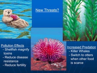 New Threats?
Pollution Effects
- Shellfish magnify
toxins
- Reduce disease
resistance
- Reduce fertility
Increased Predation
- Killer Whales
- Switch to otters
when other food
is scarce
 