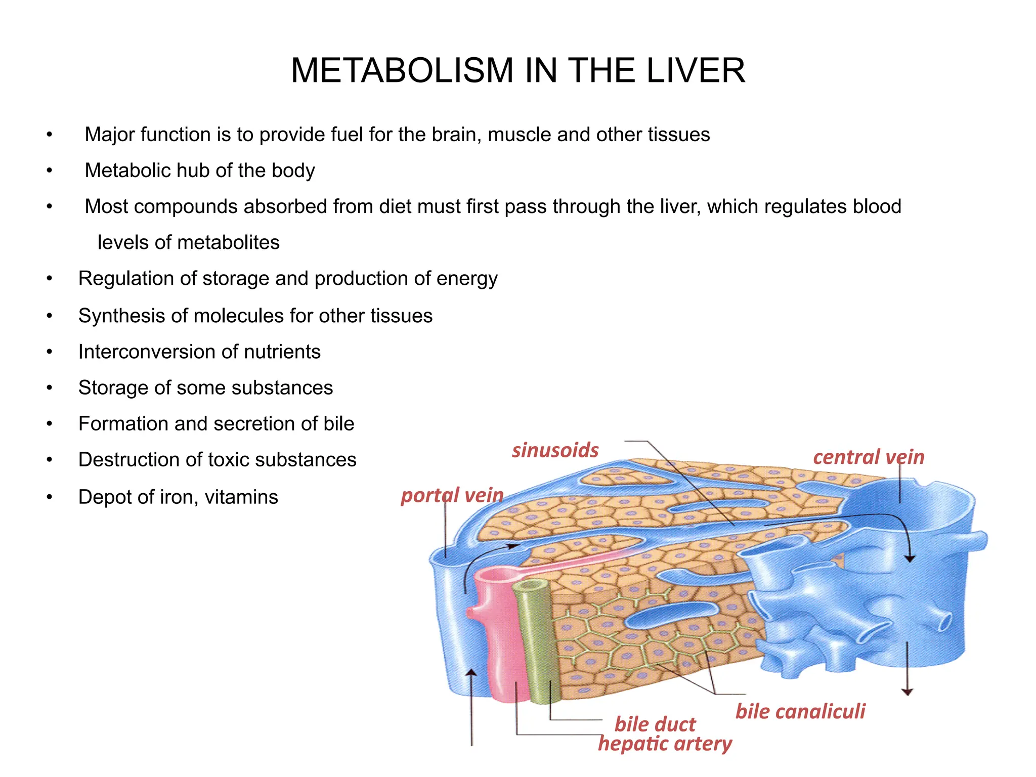 2. Tissue-specific metabolism in human body Biology Diagrams