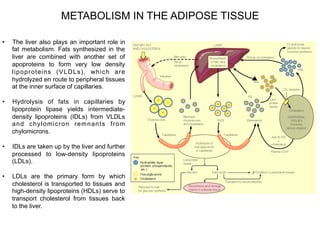 2. Tissue-specific metabolism in human body | PDF