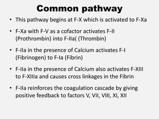 Common pathway
• This pathway begins at F-X which is activated to F-Xa
• F-Xa with F-V as a cofactor activates F-II
(Prothrombin) into F-IIa( (Thrombin)
• F-IIa in the presence of Calcium activates F-I
(Fibrinogen) to F-Ia (Fibrin)
• F-IIa in the presence of Calcium also activates F-XIII
to F-XIIIa and causes cross linkages in the Fibrin
• F-IIa reinforces the coagulation cascade by giving
positive feedback to factors V, VII, VIII, XI, XII
 