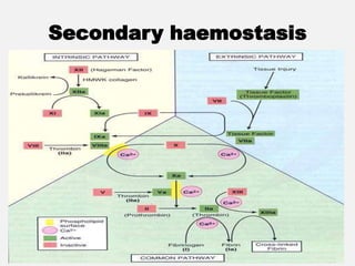 Secondary haemostasis
 