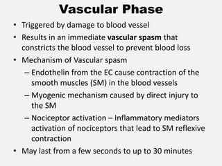 Vascular Phase
• Triggered by damage to blood vessel
• Results in an immediate vascular spasm that
constricts the blood vessel to prevent blood loss
• Mechanism of Vascular spasm
– Endothelin from the EC cause contraction of the
smooth muscles (SM) in the blood vessels
– Myogenic mechanism caused by direct injury to
the SM
– Nociceptor activation – Inflammatory mediators
activation of nociceptors that lead to SM reflexive
contraction
• May last from a few seconds to up to 30 minutes
 