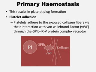 Primary Haemostasis
• This results in platelet plug formation
• Platelet adhesion
– Platelets adhere to the exposed collagen fibers via
their interaction with von willebrand Factor (vWF)
through the GPIb-IX-V protein complex receptor
 