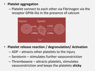 • Platelet aggregation
– Platelet connect to each other via Fibrinogen via the
receptor GPIIb-IIIa in the presence of calcium
• Platelet release reaction / degranulation/ Activation
– ADP – attracts other platelets to the injury
– Serotonin – stimulates further vasoconstriction
– Thromboxane – attracts platelets, stimulates
vasoconstriction and keeps the platelets sticky
 