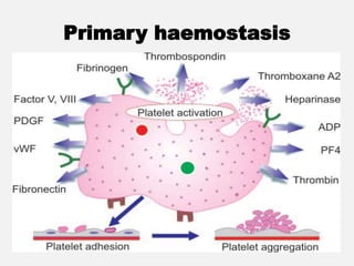 Primary haemostasis
 