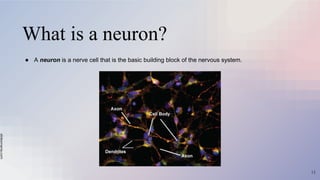 slidesmania.com
What is a neuron?
● A neuron is a nerve cell that is the basic building block of the nervous system.
13
 