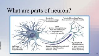 slidesmania.com
What are parts of neuron?
14
 