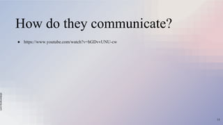 slidesmania.com
How do they communicate?
● https://www.youtube.com/watch?v=hGDvvUNU-cw
15
 