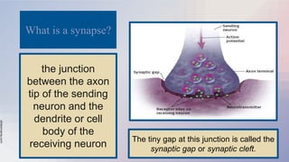 slidesmania.com
What is a synapse?
the junction
between the axon
tip of the sending
neuron and the
dendrite or cell
body of the
receiving neuron
The tiny gap at this junction is called the
synaptic gap or synaptic cleft.
 