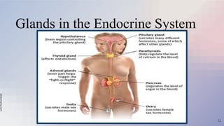 slidesmania.com
Glands in the Endocrine System
22
 