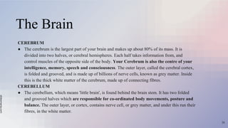 slidesmania.com
The Brain
CEREBRUM
● The cerebrum is the largest part of your brain and makes up about 80% of its mass. It is
divided into two halves, or cerebral hemispheres. Each half takes information from, and
control muscles of the opposite side of the body. Your Cerebrum is also the centre of your
intelligence, memory, speech and consciousness. The outer layer, called the cerebral cortex,
is folded and grooved, and is made up of billions of nerve cells, known as grey matter. Inside
this is the thick white matter of the cerebrum, made up of connecting fibres.
CEREBELLUM
● The cerebellum, which means 'little brain', is found behind the brain stem. It has two folded
and grooved halves which are responsible for co-ordinated body movements, posture and
balance. The outer layer, or cortex, contains nerve cell, or grey matter, and under this run their
fibres, in the white matter.
26
 