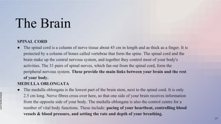 slidesmania.com
The Brain
SPINAL CORD
● The spinal cord is a column of nerve tissue about 45 cm in length and as thick as a finger. It is
protected by a column of bones called vertebrae that form the spine. The spinal cord and the
brain make up the central nervous system, and together they control most of your body's
activities. The 31 pairs of spinal nerves, which fan out from the spinal cord, form the
peripheral nervous system. These provide the main links between your brain and the rest
of your body.
MEDULLA OBLONGATA
● The medulla oblongata is the lowest part of the brain stem, next to the spinal cord. It is only
2.5 cm long. Nerve fibres cross over here, so that one side of your brain receives information
from the opposite side of your body. The medulla oblongata is also the control centre for a
number of vital body functions. These include: pacing of your heartbeat, controlling blood
vessels & blood pressure, and setting the rate and depth of your breathing.
27
 