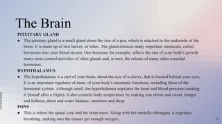 slidesmania.com
The Brain
PITUITARY GLAND
● The pituitary gland is a small gland about the size of a pea, which is attached to the underside of the
brain. It is made up of two halves, or lobes. The gland releases many important chemicals, called
hormones into your blood stream. One hormone for example, affects the rate of your body's growth.
many more control activities of other glands and, in turn, the release of many other essential
hormones.
HYPOTHALAMUS
● The hypothalamus is a part of your brain, about the size of a cherry, that is located behind your eyes.
It is an important regulator of many of your body's automatic functions, including those of the
hormonal system. Although small, the hypothalamus regulates the heart and blood pressure (making
it 'pound' after a fright). It also controls body temperature by making you shiver and sweat, hunger
and fullness, thirst and water balance, emotions and sleep.
PONS
● This is where the spinal cord and the brain meet. Along with the medulla oblongata, it regulates
breathing, making sure the tissues get enough oxygen.. 28
 