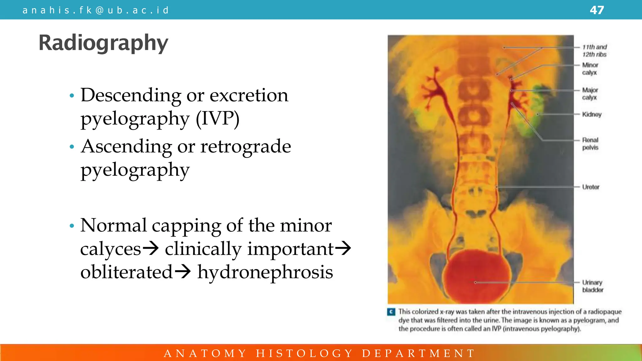 Anatomy of Genitourinary System PDF FINAL | PDF | Medical Health