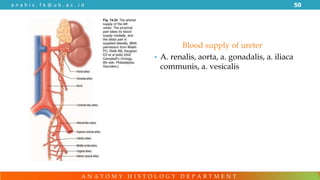 Genitory System Anatomy of Genitourinary System PDF FINAL | PDF