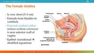Anatomy of Genitourinary System PDF FINAL | PDF