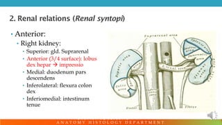 Anatomy of Genitourinary System PDF FINAL | PDF