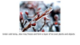 Under cold temp., dew may freeze and form a layer of ice over plants and objects
 