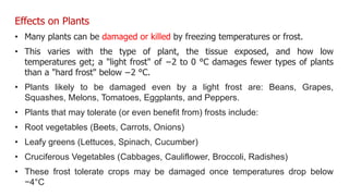 Effects on Plants
• Many plants can be damaged or killed by freezing temperatures or frost.
• This varies with the type of plant, the tissue exposed, and how low
temperatures get; a "light frost" of −2 to 0 °C damages fewer types of plants
than a "hard frost" below −2 °C.
• Plants likely to be damaged even by a light frost are: Beans, Grapes,
Squashes, Melons, Tomatoes, Eggplants, and Peppers.
• Plants that may tolerate (or even benefit from) frosts include:
• Root vegetables (Beets, Carrots, Onions)
• Leafy greens (Lettuces, Spinach, Cucumber)
• Cruciferous Vegetables (Cabbages, Cauliflower, Broccoli, Radishes)
• These frost tolerate crops may be damaged once temperatures drop below
−4°C
 
