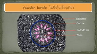Vascular bundle ในพืชใบเลี้ยงเดี่ยว
Epidermis
Cortex
Stele
Endodermis
 