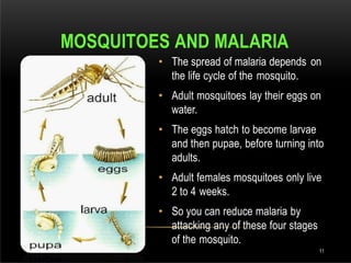 MOSQUITOES AND MALARIA
• The spread of malaria depends on
the life cycle of the mosquito.
• Adult mosquitoes lay their eggs on
water.
• The eggs hatch to become larvae
and then pupae, before turning into
adults.
• Adult females mosquitoes only live
2 to 4 weeks.
• So you can reduce malaria by
attacking any of these four stages
of the mosquito.
DR.T.V.RAO MD 11
 