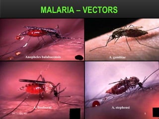 MALARIA – VECTORS
Anopheles balabacensis
DR.T.V.RAO MD 9
A. freeborni
A. gambiae
A. stephensi
 
