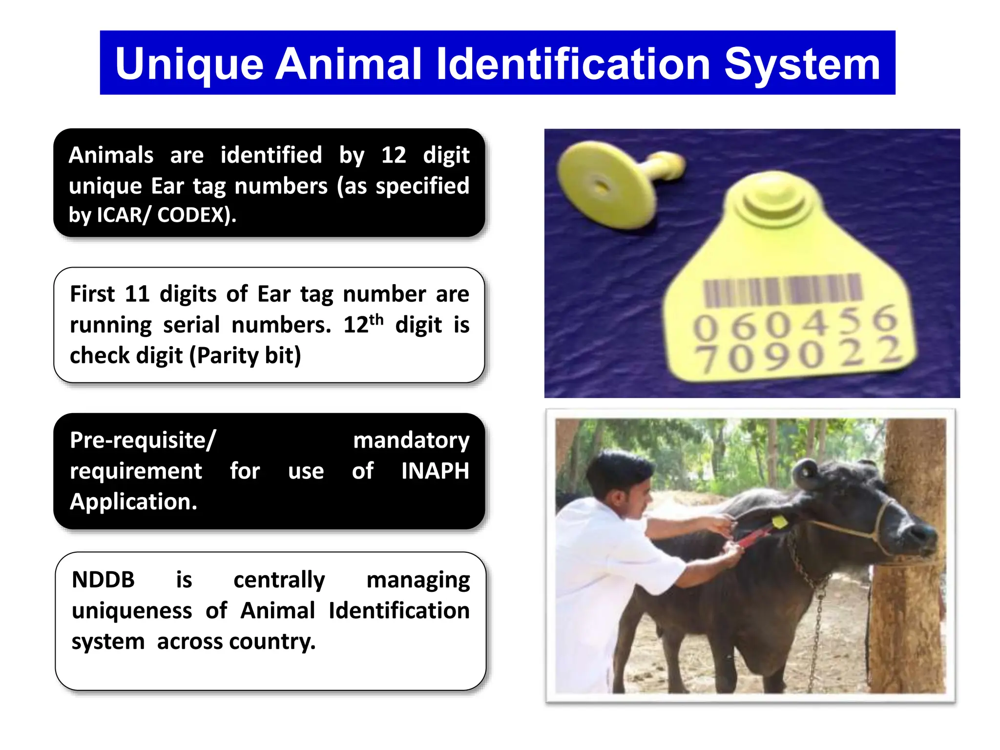 Unique Animal Identification System
Animals are identified by 12 digit
unique Ear tag numbers (as specified
by ICAR/ CODEX).
First 11 digits of Ear tag number are
running serial numbers. 12th digit is
check digit (Parity bit)
Pre-requisite/ mandatory
requirement for use of INAPH
Application.
NDDB is centrally managing
uniqueness of Animal Identification
system across country.
 