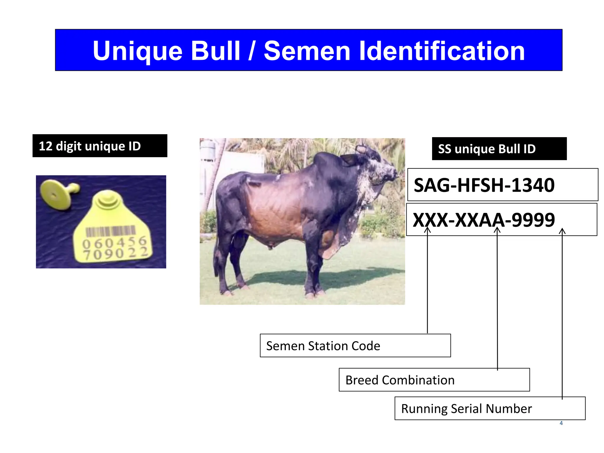 4
Unique Bull / Semen Identification
12 digit unique ID SS unique Bull ID
XXX-XXAA-9999
Semen Station Code
Breed Combination
Running Serial Number
SAG-HFSH-1340
 