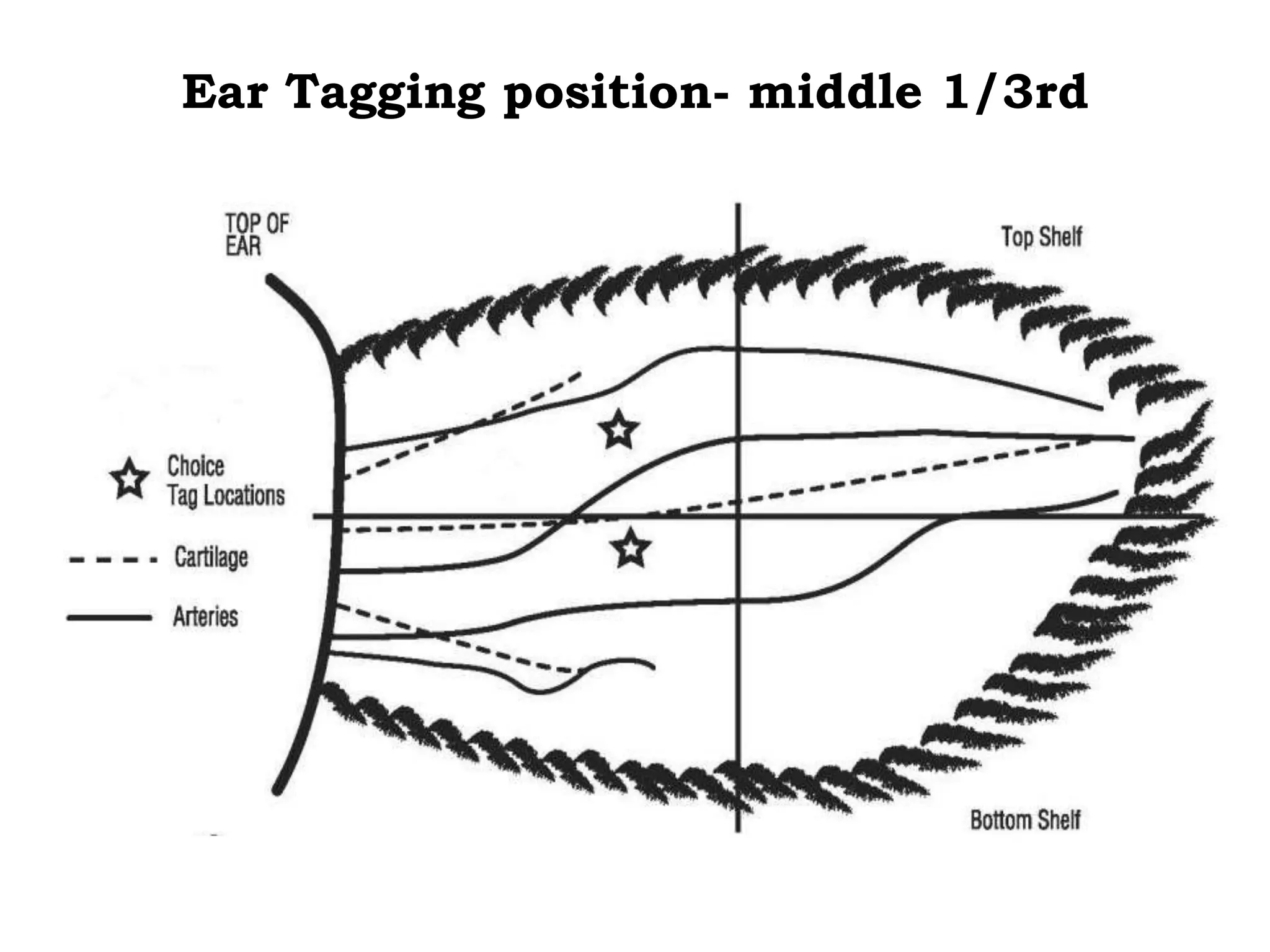 Ear Tagging position- middle 1/3rd
 