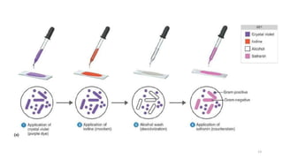 Identification of bacteria using staining techniques | PPTX