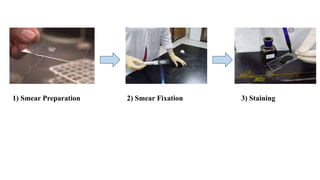 Identification of bacteria using staining techniques | PPTX