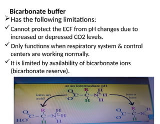 16
Bicarbonate buffer
Has the following limitations:
Cannot protect the ECF from pH changes due to
increased or depressed CO2 levels.
Only functions when respiratory system & control
centers are working normally.
It is limited by availability of bicarbonate ions
(bicarbonate reserve).
 