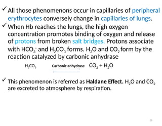 20
All those phenomenons occur in capillaries of peripheral
erythrocytes conversely change in capillaries of lungs.
When Hb reaches the lungs, the high oxygen
concentration promotes binding of oxygen and release
of protons from broken salt bridges. Protons associate
with HCO3
-
and H2CO3 forms. H2O and CO2 form by the
reaction catalyzed by carbonic anhydrase
H2CO3 Carbonic anhydrase CO2 + H2O
 This phenomenon is referred as Haldane Effect. H2O and CO2
are excreted to atmosphere by respiration.
 