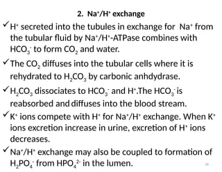 26
H+
secreted into the tubules in exchange for Na+
from
the tubular fluid by Na+
/H+
-ATPase combines with
HCO3
-
to form CO2 and water.
The CO2 diffuses into the tubular cells where it is
rehydrated to H2CO3 by carbonic anhdydrase.
H2CO3 dissociates to HCO3
-
and H+
.The HCO3
-
is
reabsorbed anddiffuses into the blood stream.
K+
ions compete with H+
for Na+
/H+
exchange. When K+
ions excretion increase in urine, excretion of H+
ions
decreases.
Na+
/H+
exchange may also be coupled to formation of
H2PO4
-
from HPO4
2-
in the lumen.
2. Na+
/H+
exchange
 